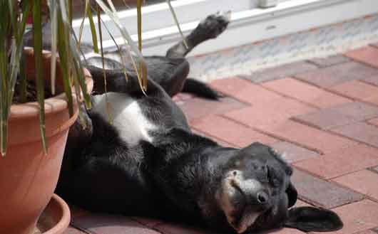 Un entrenador canino en Lima le ayudará en prevenir situaciones críticas con su mascota.