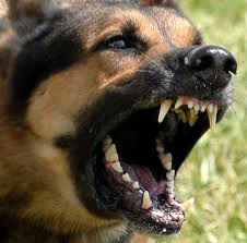 Adiestramiento de perro agresivo en Lima Peru