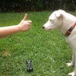Entrenamiento canino con perros sordos